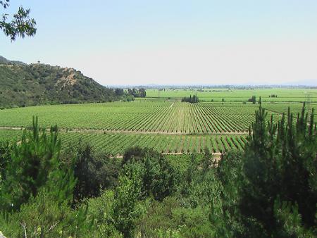 Campos de viñedos