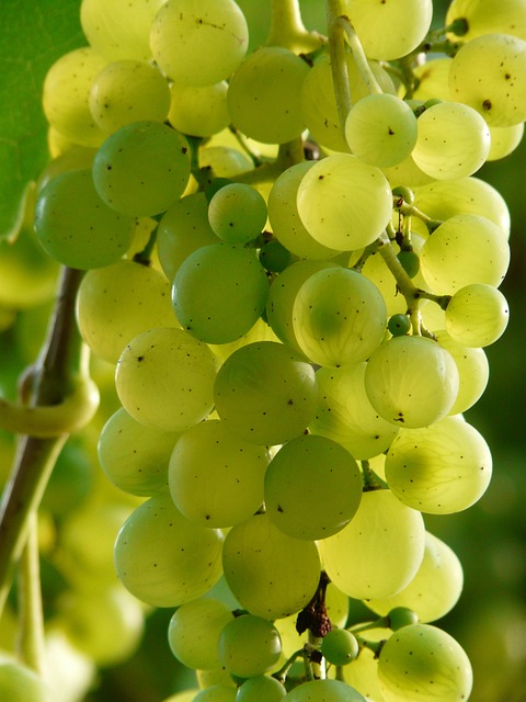 La Viticultura y su Influencia en la Calidad del Vino
